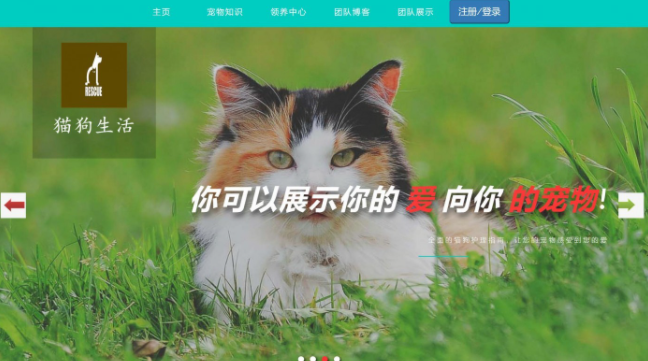 基于java(ssm)宠物领养管理系统-毕设猫